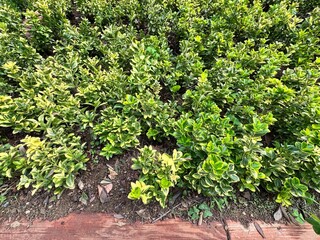 Golden Euonymus (Euonymus japonicus ‘Aureomarginatus’) with bright yellow-edged variegated foliage growing in a garden bed, showcasing its vibrant ornamental color and dense shrub structure.