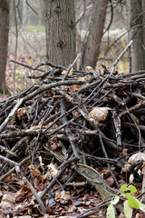 A Heap Of Dark, Wet Brushwood And Fallen Leaves Lying On The Ground, A Natural Texture Of A Messy Forest Floor.
