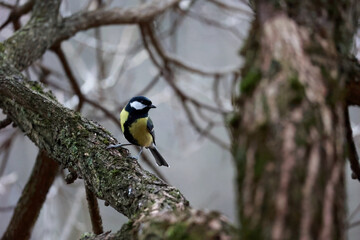 Naklejka premium A Detailed Close-Up Of A Great Tit Perched On A Thick, Mossy Tree Branch In Its Natural Woodland Habitat.