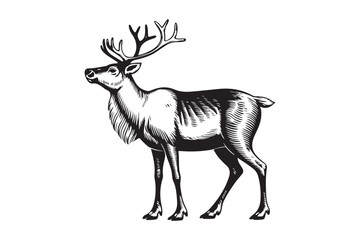 Naklejka premium Vintage engraving of a majestic reindeer with antlers