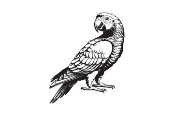 Detailed sketch of an african grey parrot in profile
