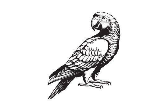 Detailed sketch of an african grey parrot in profile