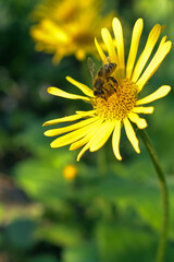 Great Leopards bane flower in the spring garden.Bee and yellow flowers. Summer and spring background. A bee collect nectar sitting on yellow flower.