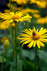 Great Leopards bane flower in the spring garden.Bee and yellow flowers. Summer and spring background. A bee collect nectar sitting on yellow flower.