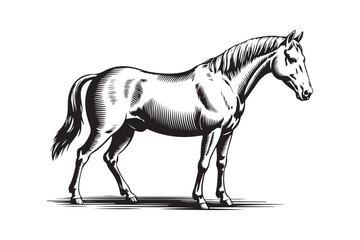 Elegant black and white sketch of a standing horse