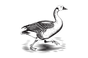 Detailed black and white illustration of a goose walking in water