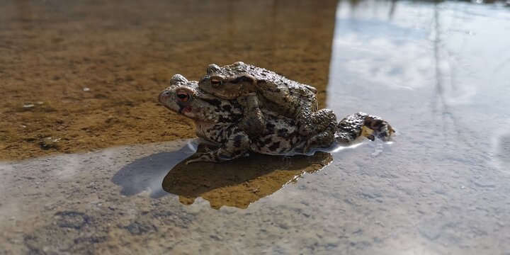 Two frogs amplexus mating season, shallow stream habitat breeding. Small male riding large female piggyback reproduction. Still water surface pond, toad amphibians. Animals pair, spawn fertilisation