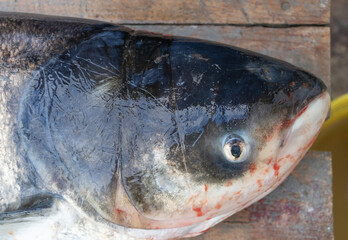Close-up detailed view of a freshly caught fish head on wooden surface for seafood market and culinary use