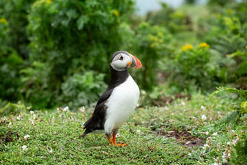 Close up of a Puffin standing on bed of green grass with diffused background on Skomer Island, Pembrokeshire, UK