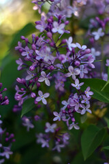 Lilac in bloom. Lilac with purple flowers flowering in the garden. Floral spring background. Syringa vulgaris. Blooming lilac bush on green background. Easter concept.