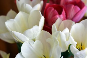 Obraz premium Bouquet of white and red tulips. Colorful flowers with green leaves. Spring floral, 8 March , mothers day background. Spring flowers.Floral banner, top view.Greeting card.
