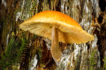 Ein gelber Pilz w&auml;chst aus einem morschen Baumstumpf