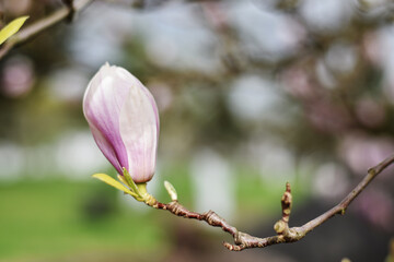 Magnolia tree blooming in spring. Floral, spring background. Pink flowers and buds of Magnilia soulangeana. Chinese Magnolia flowers blossoms on tree branches in the park. Easter concept.