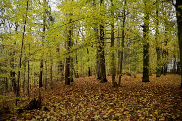 autumn in the forest