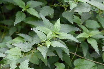 Des orties dans un bois