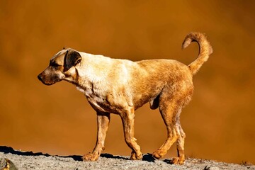 A dirty, stray stray dog, affectionately known as 