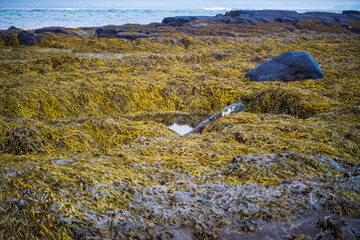 Seaweed-covered coastal rocks with tidal pool at low tide