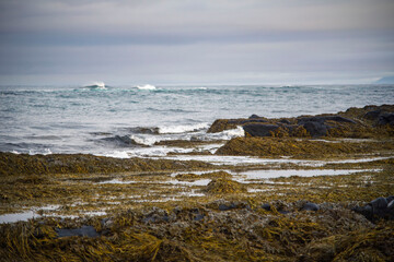 Rocky shoreline with seaweed and ocean waves