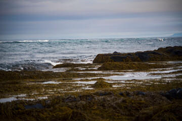 Obraz premium Rocky coastline with seaweed and ocean waves