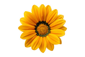Vibrant orange gazania flower isolated on transparent background