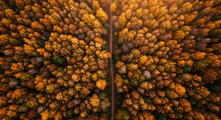 A drone view of a straight road cutting through a dense autumn forest of yellow and orange leaves, forming a stunning symmetrical pattern.