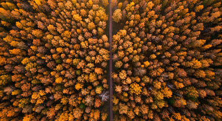 A drone view of a straight road cutting through a dense autumn forest of yellow and orange leaves, forming a stunning symmetrical pattern.