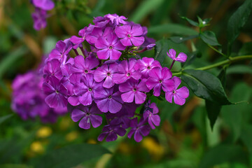 Fototapeta premium Bright pink Phlox in the garden. Phlox flowers background. Violet phloxes blooming in the summer garden.