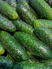 Lots of green cucumbers on the counte in the market. Food background. Vegetables harvest. Sale in the market. Cucumbers top view.