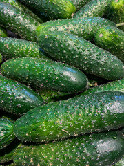 Lots of green cucumbers on the counte in the market. Food background. Vegetables harvest. Sale in the market. Cucumbers top view.