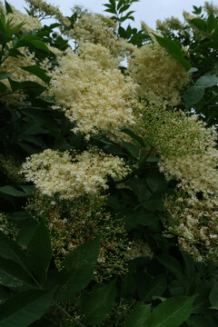 elderflowers on tree