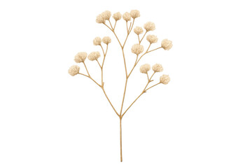 Fototapeta premium Beige dried plant sprig with transparent background