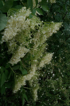 elderflowers
