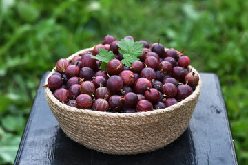  Red organic Gooseberries in a knitted bowl. Harvest summer concept. Vegetarian food. Gooseberries on the wooden table. Harvest in the garden, farm.