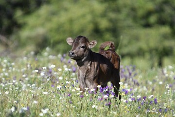 vaca brava en el campo