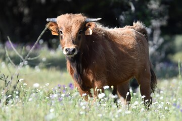 vaca brava en el campo