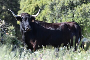 vaca brava en el campo