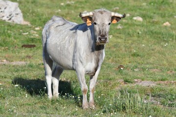 vaca brava en el campo