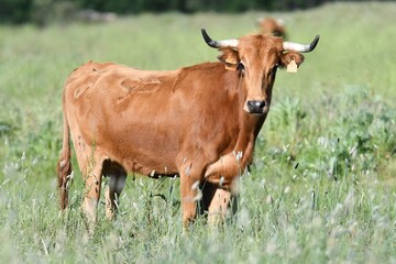 vaca brava en el campo