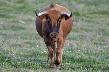 vaca brava en el campo