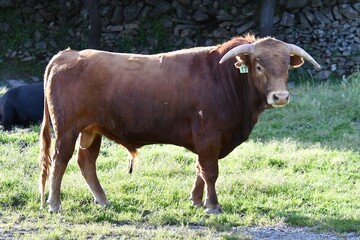 vaca brava en el campo