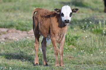 vaca brava en el campo