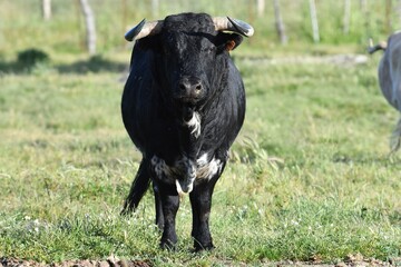 vaca brava en el campo