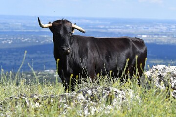 vaca brava en el campo