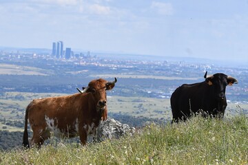 vaca brava en el campo
