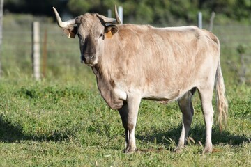 vaca brava en el campo