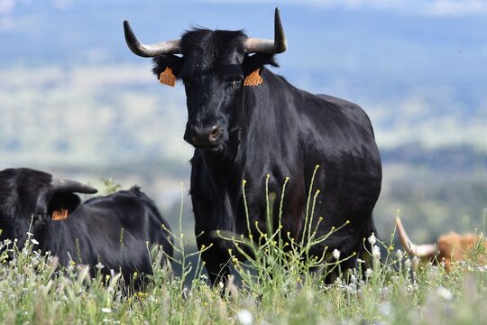 vaca brava en el campo