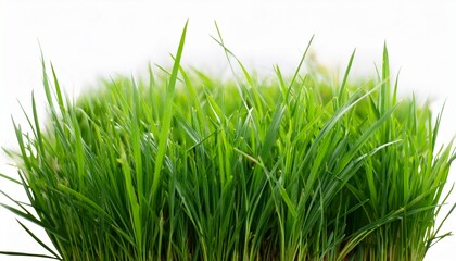 Obraz premium Green Grass Isolated For Object Design