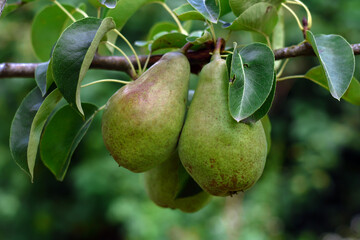 Pears on a branch. Green pears among the leaves. Selective focus. Ripe fruits in summer. Pears in the garden for harvest.