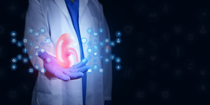 Doctor in a white coat and blue gloves holding a kidney model, accompanied by medical icons. Concept of kidney health, nephrology, and kidney stone prevention. Technology in digital medicine