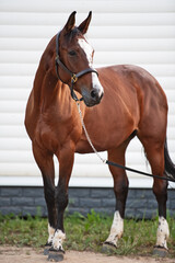 Obraz premium beautiful bay sportive horse against white stable wall. at evening